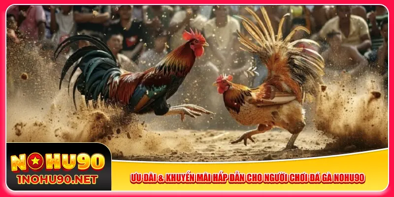 Ưu đãi & khuyến mãi hấp dẫn cho người chơi đá gà Nohu90